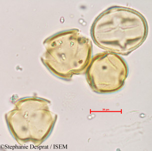 Desmodium laxiflorum - lame n° 5536