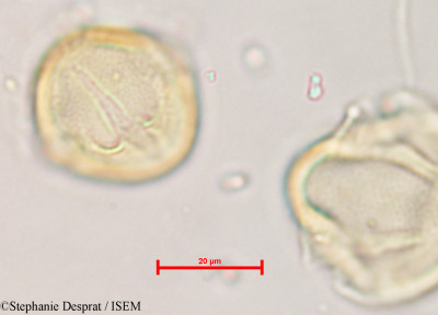 Desmodium laxiflorum - lame n° 5536