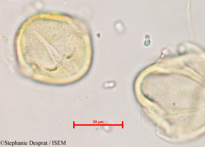Desmodium laxiflorum - lame n° 5536