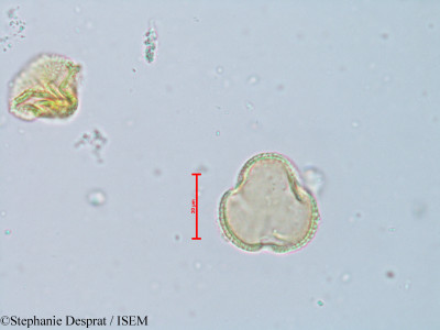 Stephanie.Desprat/Drypetes_aframensis_19359/Drypetes_aframensis_19359_0001(copy)_thumb.jpg