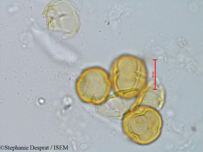 Stephanie.Desprat/Drypetes_ambigua_1917/Drypetes_ambigua_1917_0001(copy)_thumb.jpg