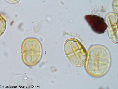 Stephanie.Desprat/Drypetes_tessmanniana_19548/Drypetes_tessmanniana_19548_0001(copy)_thumb.jpg