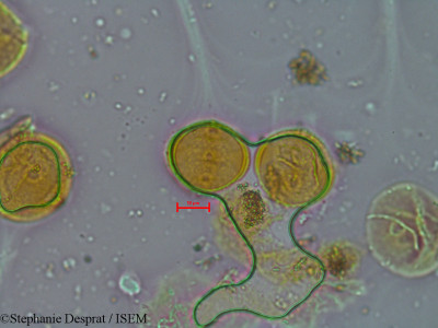 Stephanie.Desprat/Duabanga_sonneratioides_10866/Duabanga_sonneratioides_10866_0001(copy)_thumb.jpg