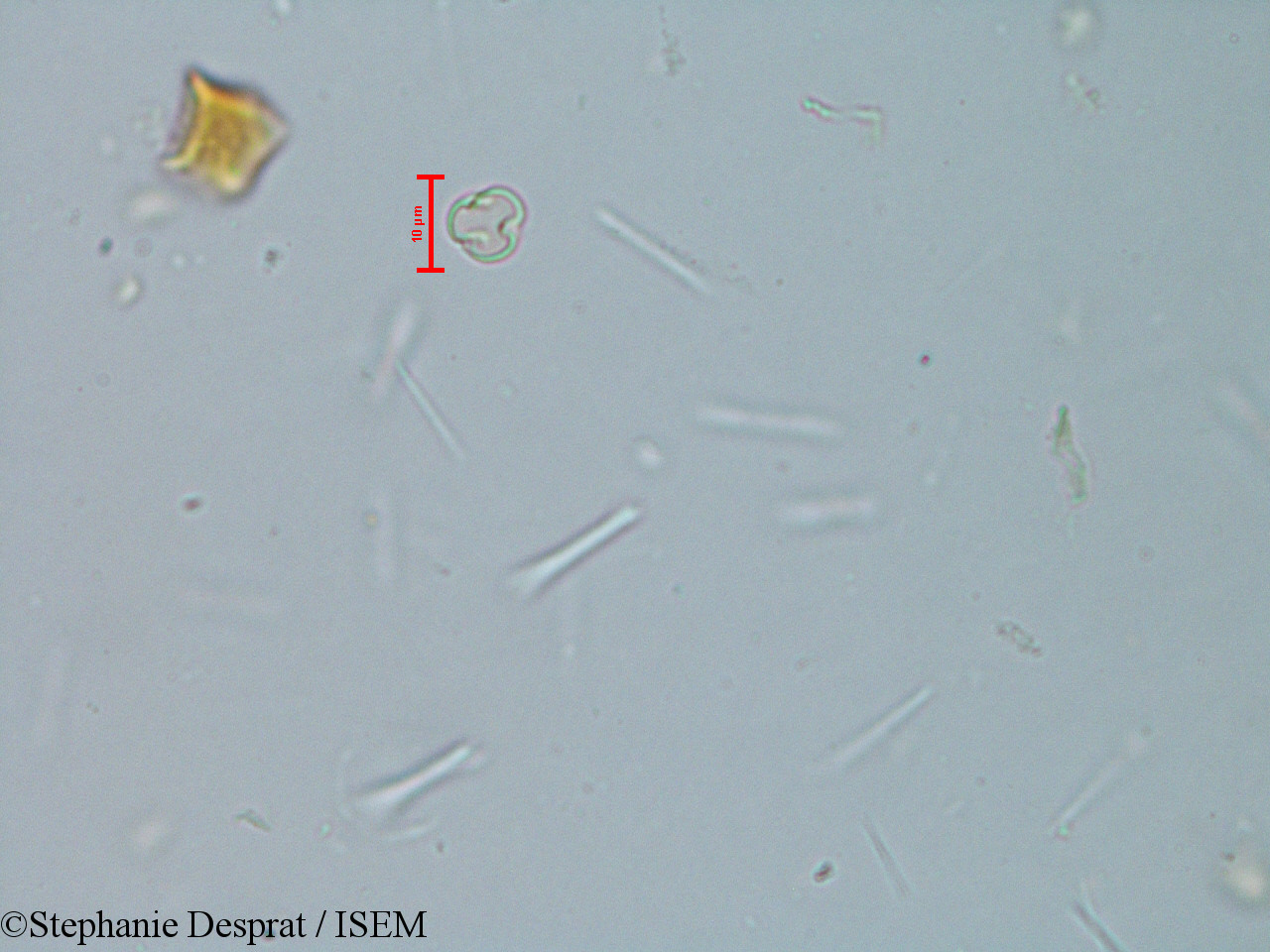 Stephanie.Desprat/Elaeocarpus_serratus_6126/Elaeocarpus_serratus_6126_0001(copy).jpg