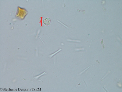 Stephanie.Desprat/Elaeocarpus_serratus_6126/Elaeocarpus_serratus_6126_0001(copy)_thumb.jpg