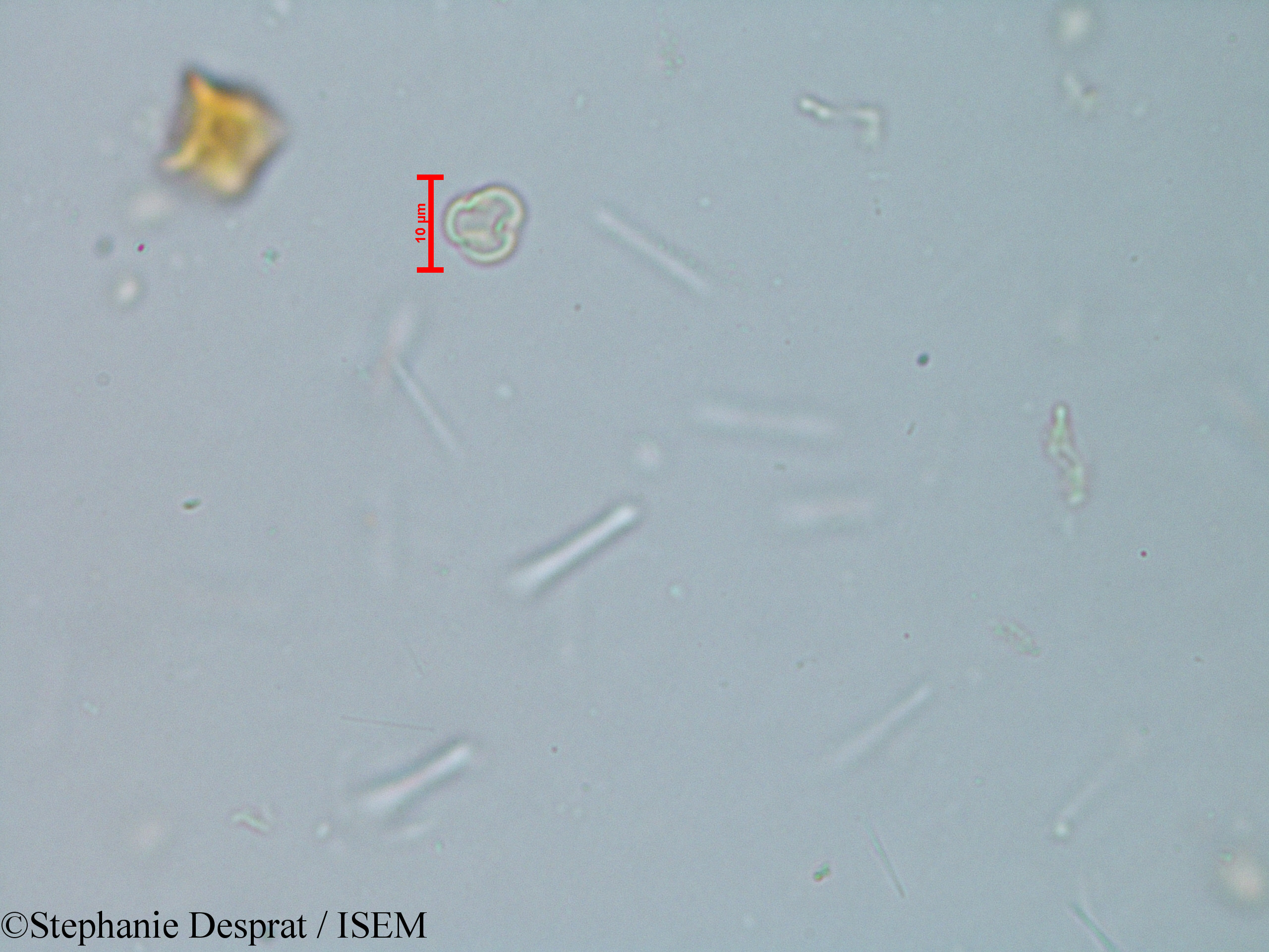 Stephanie.Desprat/Elaeocarpus_serratus_6126/Elaeocarpus_serratus_6126_0002(copy).jpg