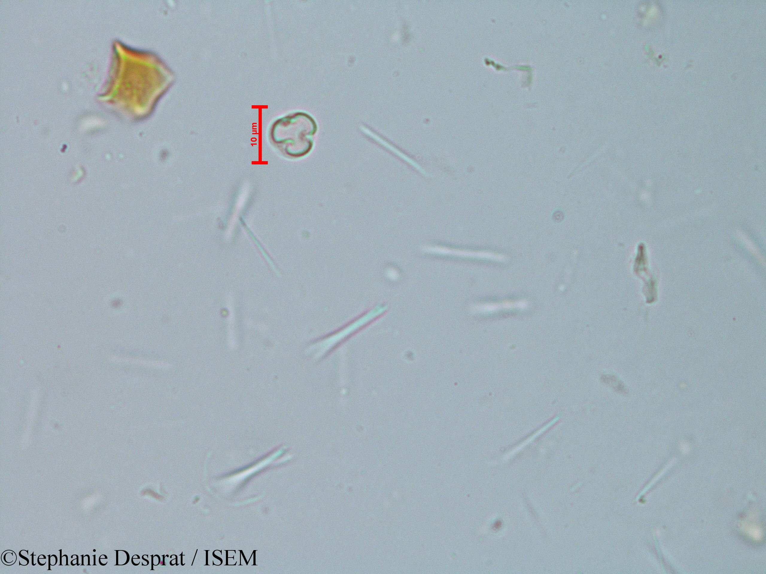 Stephanie.Desprat/Elaeocarpus_serratus_6126/Elaeocarpus_serratus_6126_0003(copy).jpg
