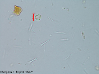 Elaeocarpus serratus - lame n° 6126