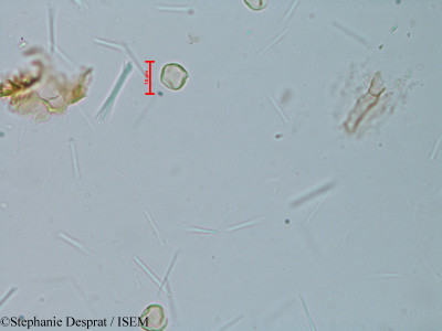 Elaeocarpus serratus - lame n° 6126