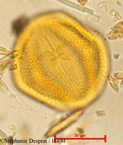 Stephanie.Desprat/Excoecaria_agallocha_3894/Excoecaria_agallocha_3894_0001(copy)_thumb.jpg