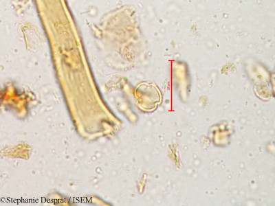 Stephanie.Desprat/Flacourtia_indica_4955/Flacourtia_indica_4955_0001(copy)_thumb.jpg