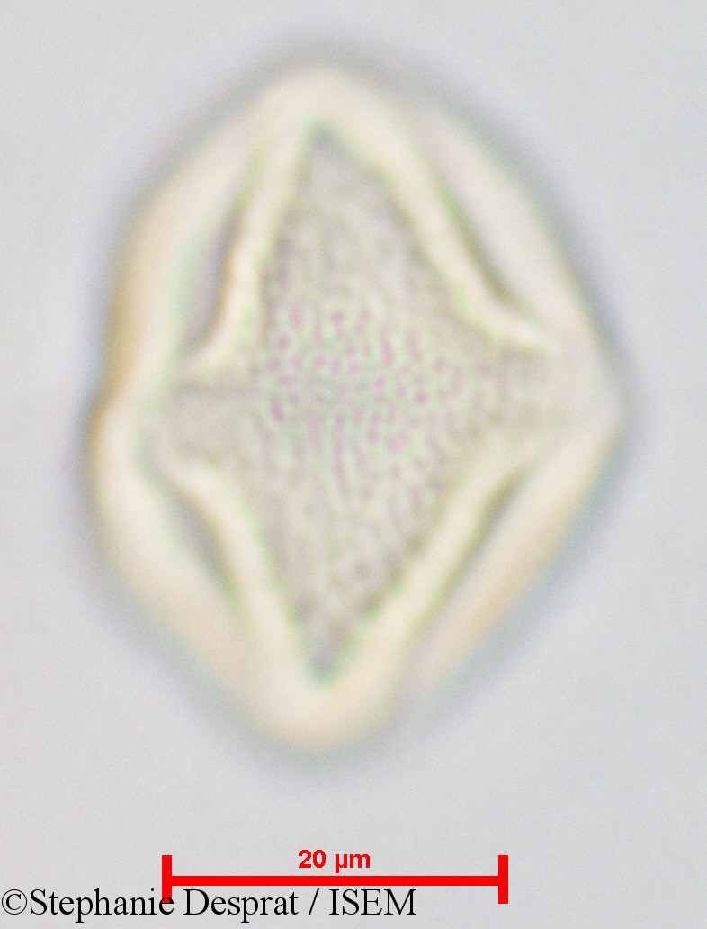Stephanie.Desprat/Gluta_coarctata_26826/Gluta_coarctata_26826_0001(copy).jpg
