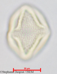 Stephanie.Desprat/Gluta_coarctata_26826/Gluta_coarctata_26826_0001(copy)_thumb.jpg