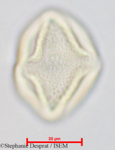 Gluta coarctata - lame n° 26826