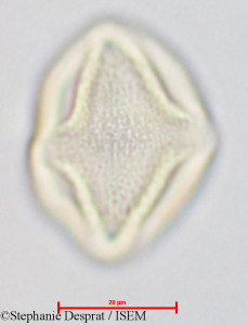 Gluta coarctata - lame n° 26826