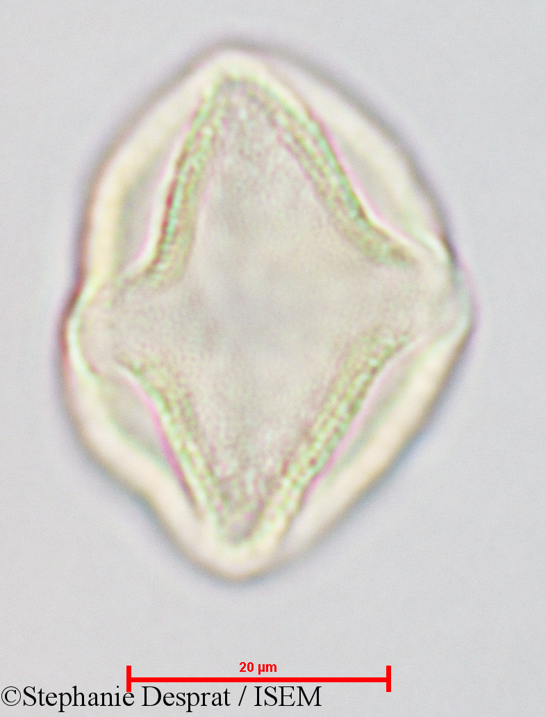 Stephanie.Desprat/Gluta_coarctata_26826/Gluta_coarctata_26826_0004(copy).jpg