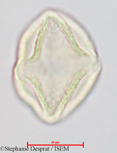 Gluta coarctata - lame n° 26826