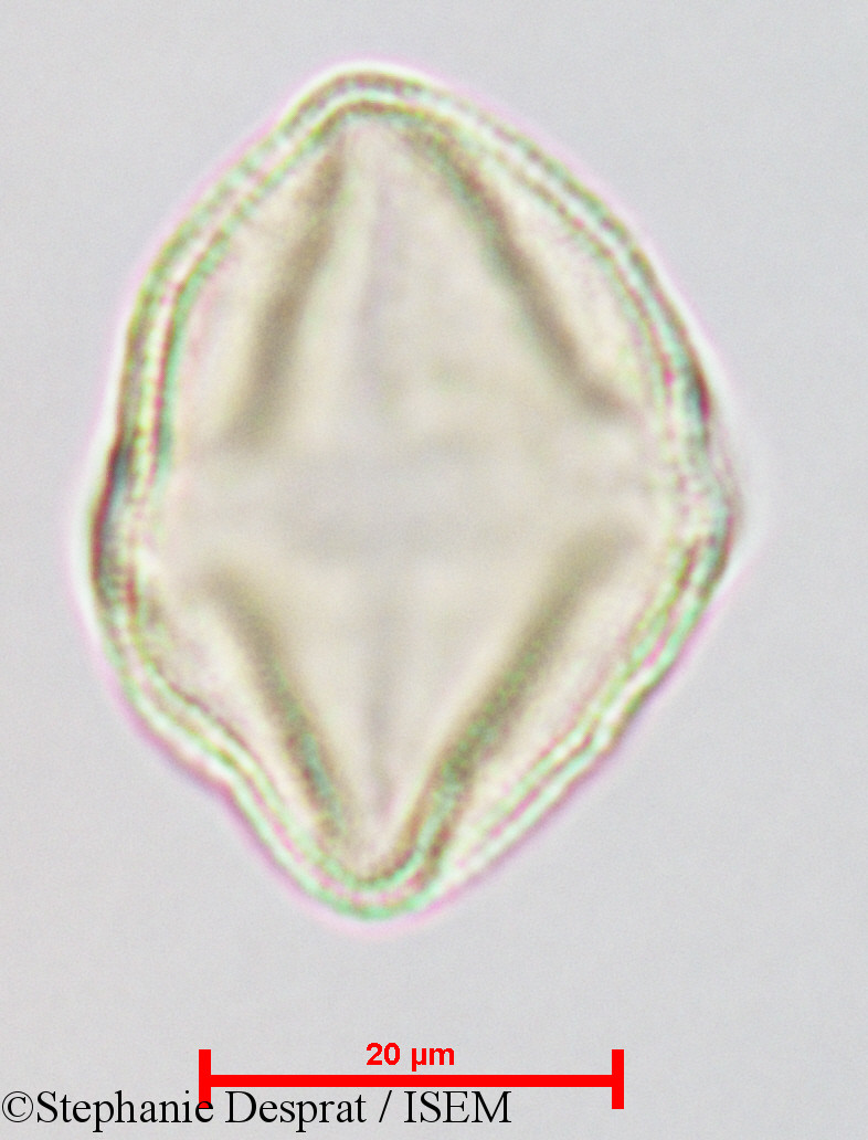 Stephanie.Desprat/Gluta_coarctata_26826/Gluta_coarctata_26826_0005(copy).jpg