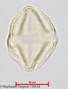 Gluta coarctata - lame n° 26826