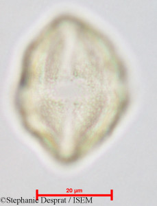 Gluta coarctata - lame n° 26826