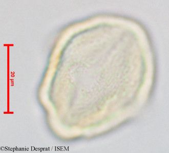 Gluta coarctata - lame n° 26826