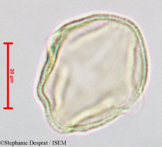 Gluta coarctata - lame n° 26826