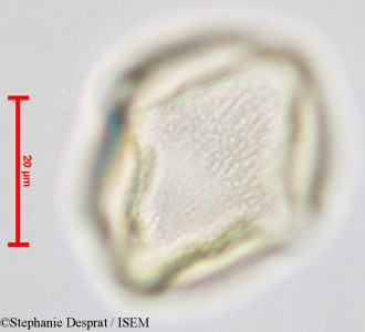 Gluta coarctata - lame n° 26826