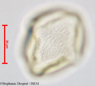 Gluta coarctata - lame n° 26826