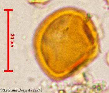 Stephanie.Desprat/Gluta_travancorica_5074/Gluta_travancorica_5074_0001(copy)_thumb.jpg
