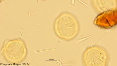Stephanie.Desprat/Glycosmis_arborea_16203/Glycosmis_arborea_16203_0001(copy)_thumb.jpg