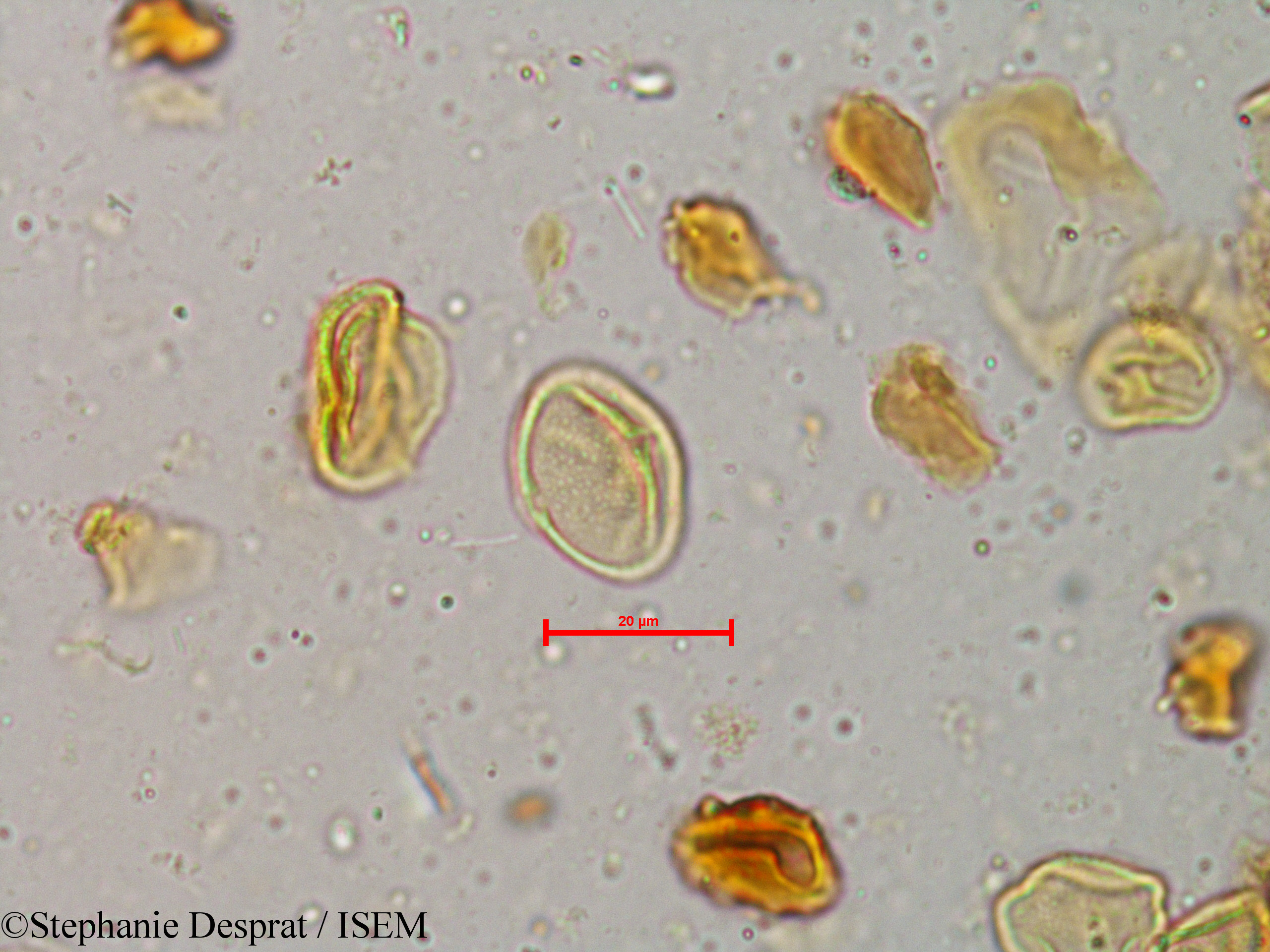 Stephanie.Desprat/Glycosmis_cochinchinensis_4037/Glycosmis_cochinchinensis_4037_0001(copy).jpg