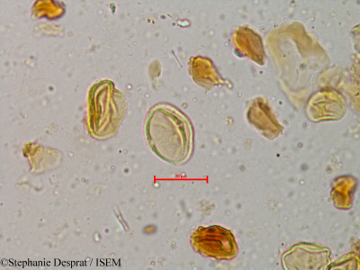 Glycosmis cochinchinensis - lame n° 4037