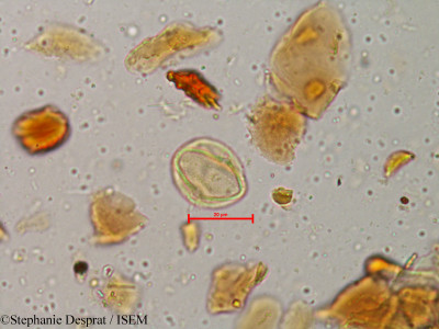 Glycosmis cochinchinensis - lame n° 4037