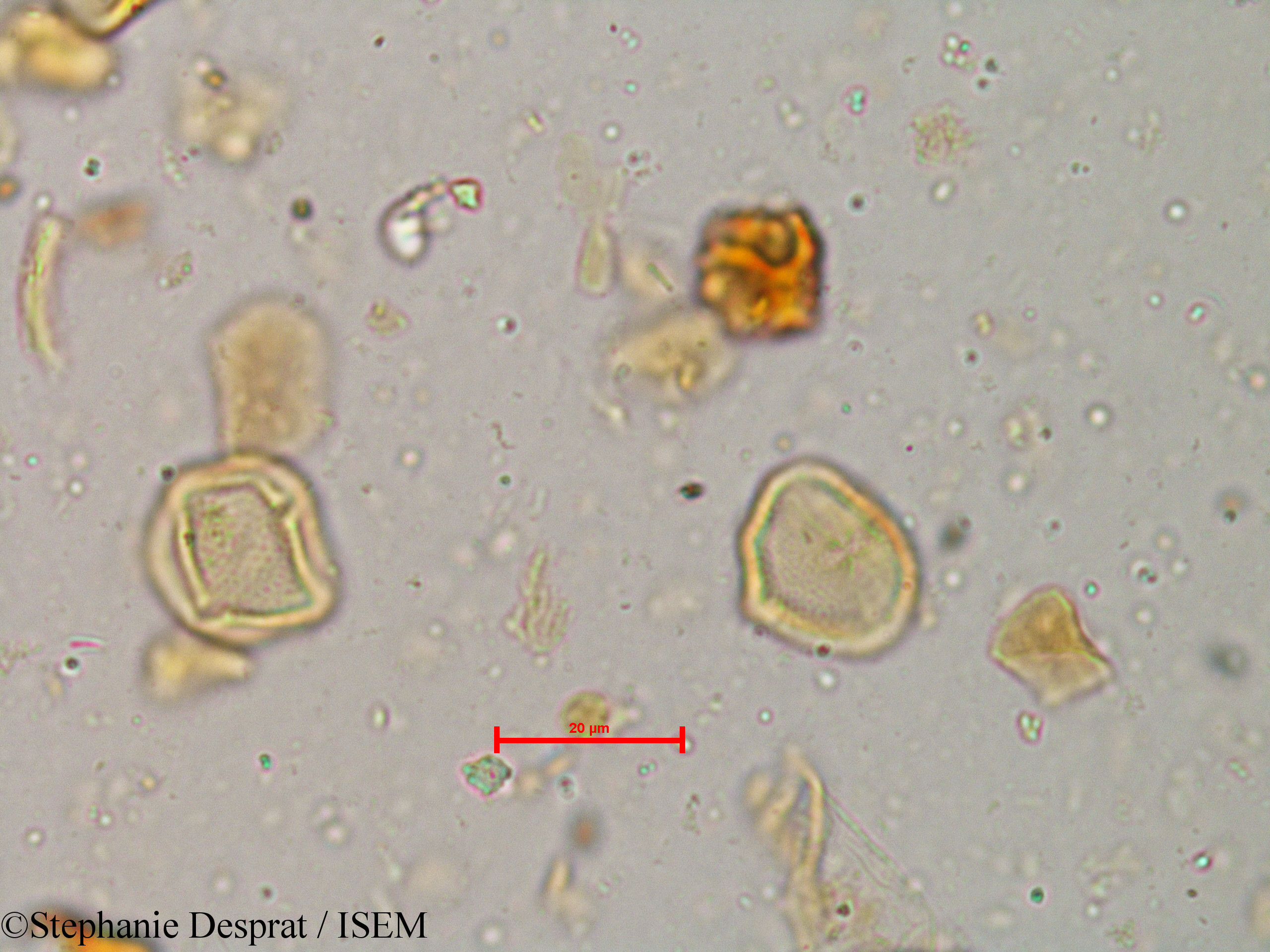 Stephanie.Desprat/Glycosmis_cochinchinensis_4037/Glycosmis_cochinchinensis_4037_0005(copy).jpg