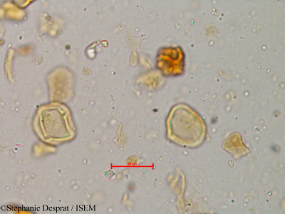 Glycosmis cochinchinensis - lame n° 4037