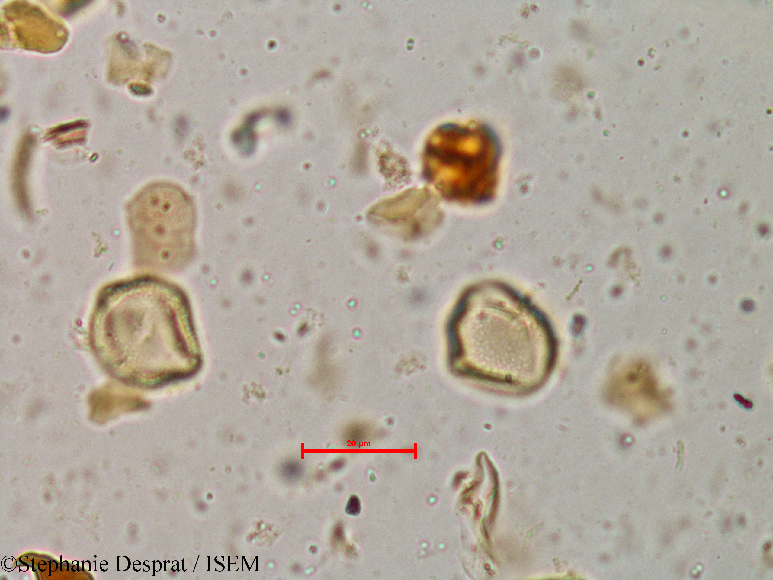 Stephanie.Desprat/Glycosmis_cochinchinensis_4037/Glycosmis_cochinchinensis_4037_0007(copy).jpg