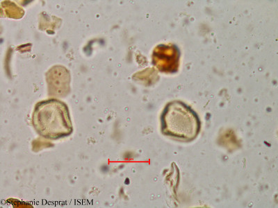 Glycosmis cochinchinensis - lame n° 4037