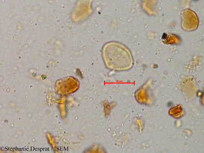 Glycosmis cochinchinensis - lame n° 4037