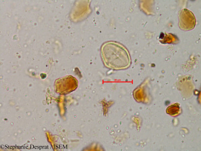 Glycosmis cochinchinensis - lame n° 4037