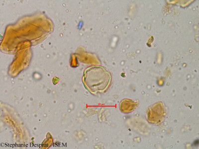 Glycosmis cochinchinensis - lame n° 4037