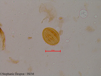 Glycosmis pentaphylla - lame n° 5213