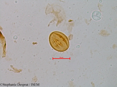 Glycosmis pentaphylla - lame n° 5213
