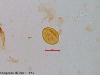 Glycosmis pentaphylla - lame n° 5213