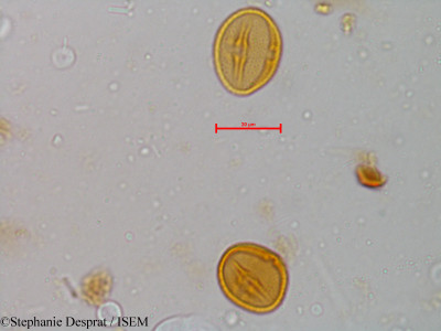 Glycosmis pentaphylla - lame n° 5213