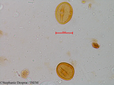 Glycosmis pentaphylla - lame n° 5213