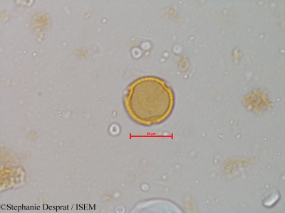 Glycosmis pentaphylla - lame n° 5213