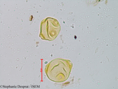 Helicteres isora - lame n° 18842