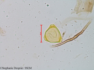 Helicteres isora - lame n° 18842