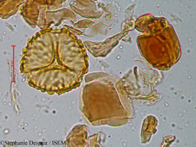 Stephanie.Desprat/Humboldtia_brunonis_3929/Humboldtia_brunonis_3929_0001(copy)_thumb.jpg