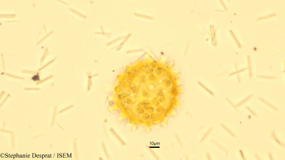 Stephanie.Desprat/Ipomoea_coptica_15790/Ipomoea_coptica_15790_0001(copy)_thumb.jpg